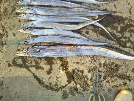 阿南市の椿泊でタチウオ