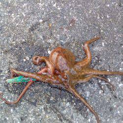 釣れないのは潮のせい、それとも腕?