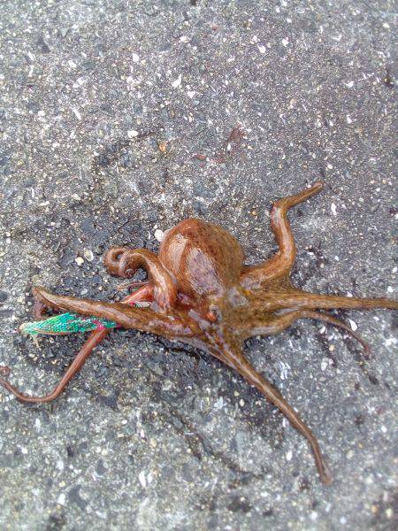 釣れないのは潮のせい、それとも腕?