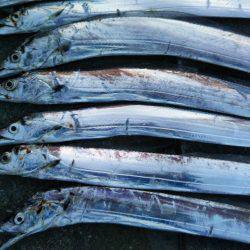 阿南市の椿泊タチウオ好調