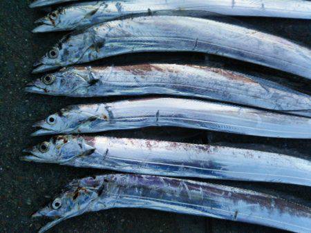 阿南市の椿泊タチウオ好調