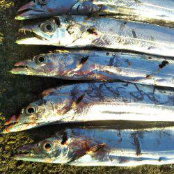 阿南市の辰巳でタチウオとアジ