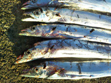 阿南市の辰巳でタチウオとアジ