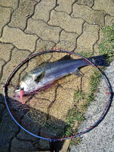 ビッグファイト+α