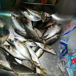 アジと太刀魚とマツダイ