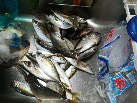 アジと太刀魚とマツダイ