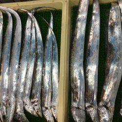 今シーズン初南港タッチー