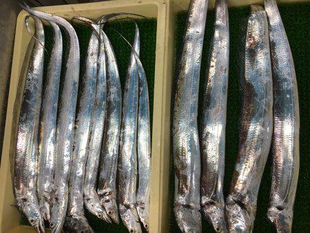 今シーズン初南港タッチー