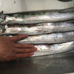 朝まずめ タチウオ