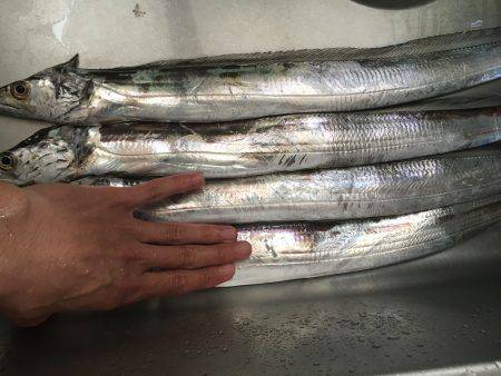 朝まずめ タチウオ