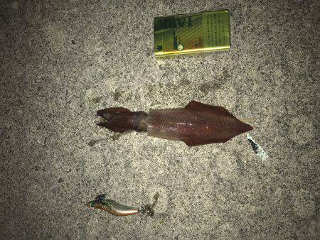 ケンサキ、アオリ