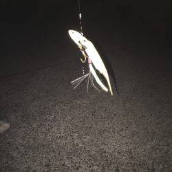 太刀魚リベンジ