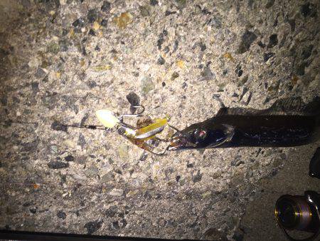 今年初、タチウオgetだぜ！