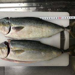 夕まずめにツバスの時合！！