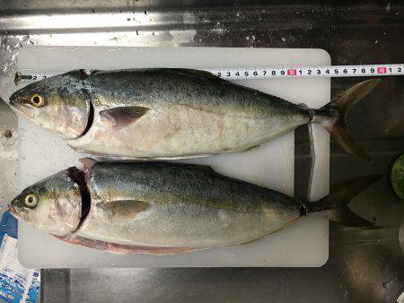 夕まずめにツバスの時合！！