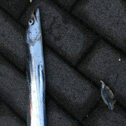 シーサイドコスモ