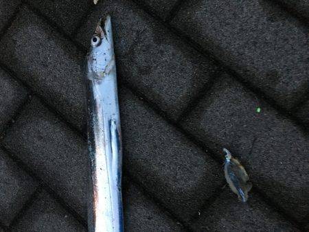 シーサイドコスモ