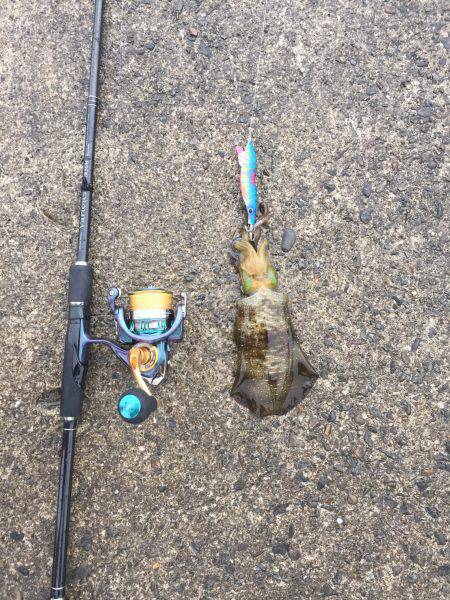 秋エギング♪