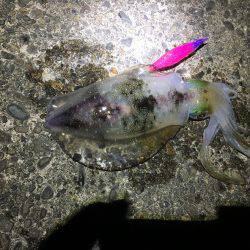 昼過ぎから日没まで８杯