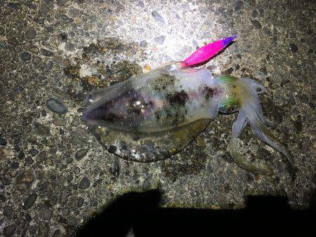 昼過ぎから日没まで８杯