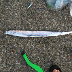 ライトショアジギングで太刀魚・サバ！！！