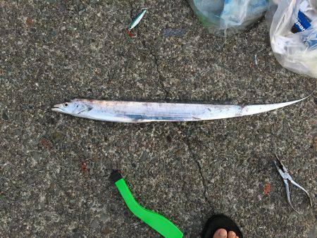 ライトショアジギングで太刀魚・サバ！！！