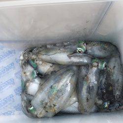 秋のアオリイカ釣り