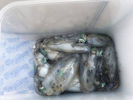 秋のアオリイカ釣り