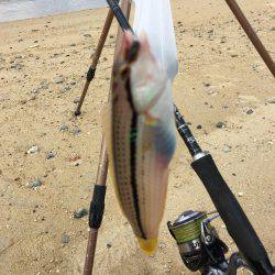 ゆっくりベラ釣り