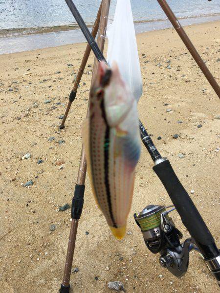 ゆっくりベラ釣り