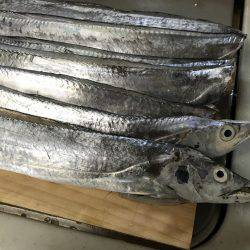 今年初タッチー調査