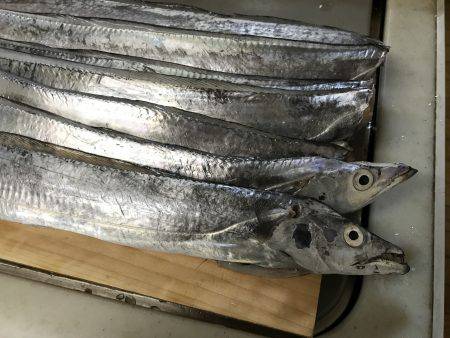 今年初タッチー調査