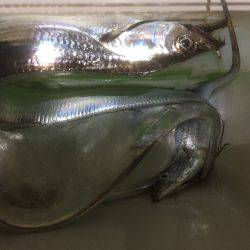 ついにタッチーがやってきた！