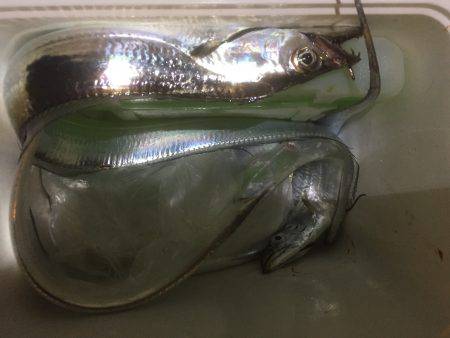 ついにタッチーがやってきた！