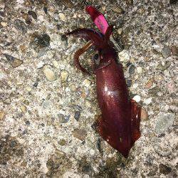 エギング楽しいわ(☝︎ ՞ਊ ՞)☝︎