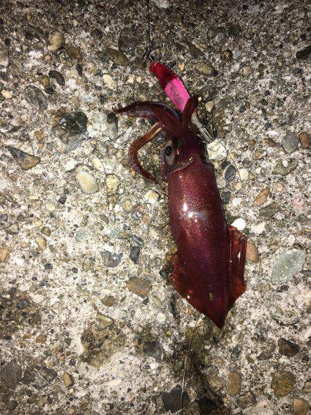 エギング楽しいわ(☝︎ ՞ਊ ՞)☝︎