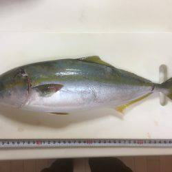 マナティ ルミノーバ