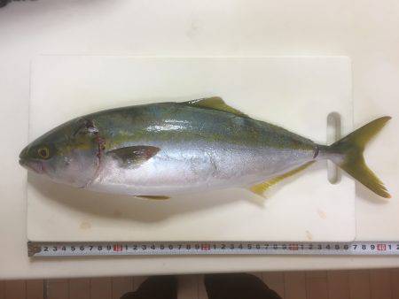 マナティ ルミノーバ