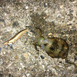 やっとこさのアオリン♡