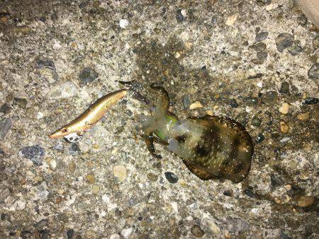 やっとこさのアオリン♡