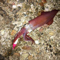 イカをテトラに置いてるとハサミ虫が寄ってくる。