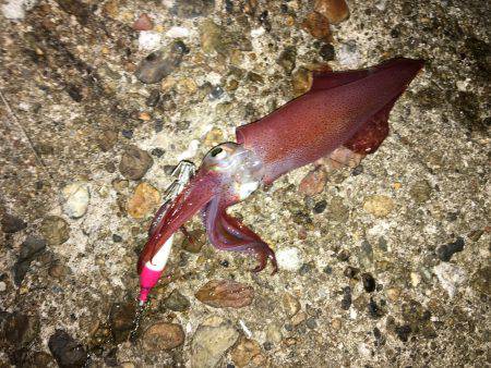 イカをテトラに置いてるとハサミ虫が寄ってくる。