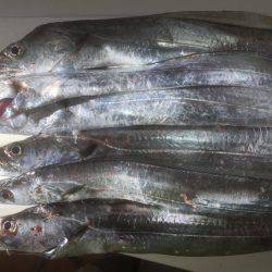 タチウオ絶好調！