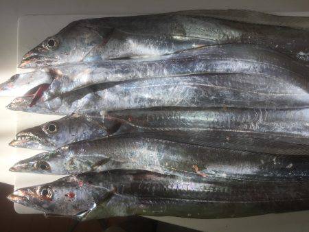 タチウオ絶好調！