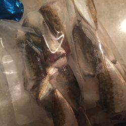 ひさびさサビキ