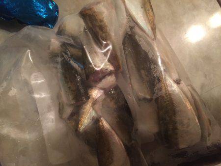 ひさびさサビキ