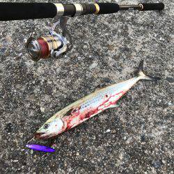 今年初のサゴシ