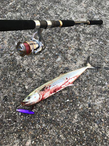 今年初のサゴシ