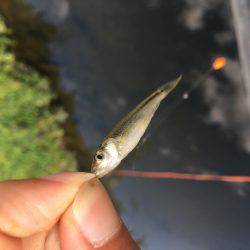 オイカワかな？w