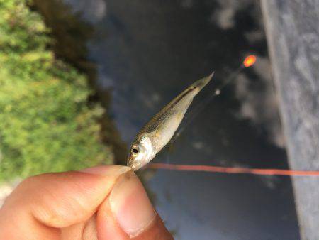 オイカワかな？w